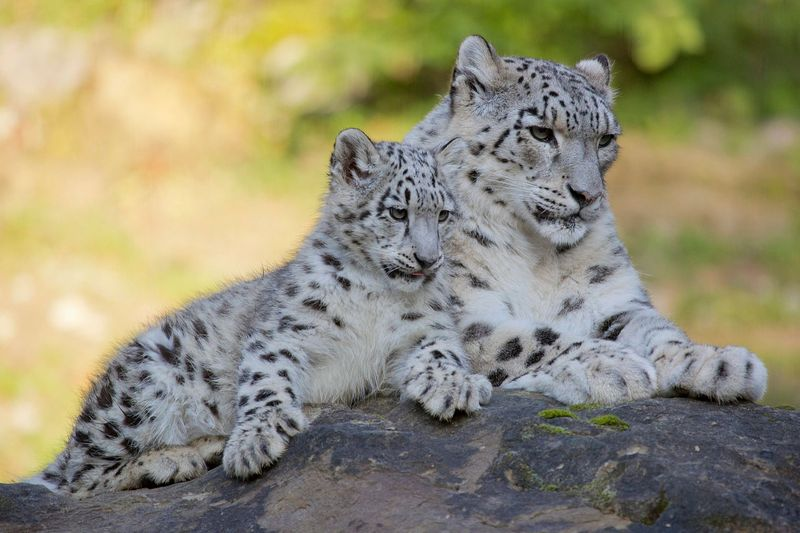 Illustration for article titled There's No Leopard Like SNOW Leopard!